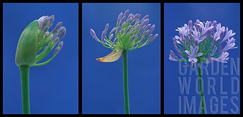 Agapanthus_Studio_shot_of_purple_flower_against_blue_background