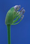 Agapanthus, Studio shot of purple flower against blue background.