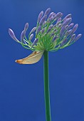 Agapanthus, Studio shot of purple flower against blue background.