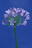 Agapanthus, Studio shot of single flower against a blue background.