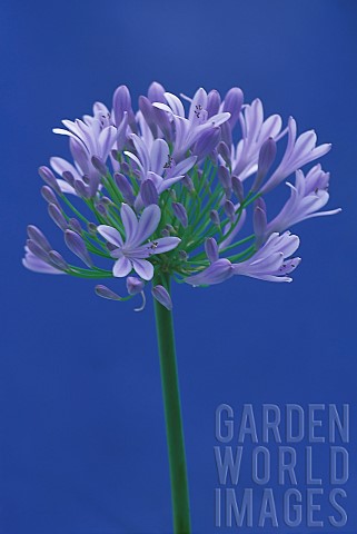 Agapanthus_Studio_shot_of_single_flower_against_a_blue_background