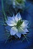 NIGELLA DAMASCENA, LOVE-IN-A-MIST