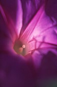 Morning Glory, Ipomoea purpurea, Close up studio shot of purple flwoer showing stamen.