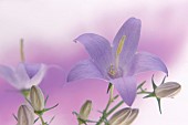Campanula, Bellflower, Campanula latifolia, Close up studio shot of mauve coloured flower showing stamen.