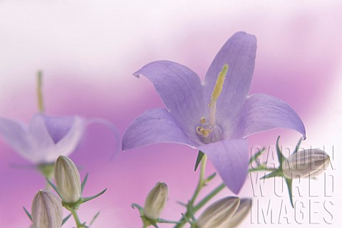 Campanula_Bellflower_Campanula_latifolia_Close_up_studio_shot_of_mauve_coloured_flower_showing_stame