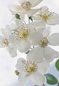 Rose, Rosa, Rosa Wedding day, Close up studio shot of white flowers showing stamen.