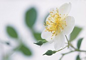 Rose, Rosa, Rosa Wedding day, Close up studio shot of white flower showing stamen.