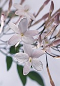 Jasmine, Jasminum officinale, Close up studio shot of white coloured flower.