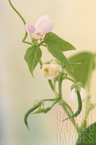 French_bean_Phaseolus_vulgaris_Close_up_showing_both_seedpod_and_flowers