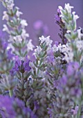 LAVANDULA, LAVENDER