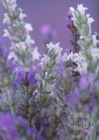 LAVANDULA_LAVENDER