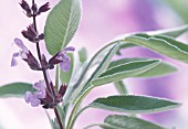 SALVIA OFFICINALIS, SAGE