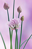 ALLIUM SCHOENOPRASUM, CHIVE