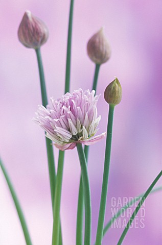 ALLIUM_SCHOENOPRASUM_CHIVE