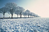 AVENUE OF TREES IN  WINTER