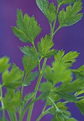 Parsley, Petroselinum, Close up of foliage showing pattern against purple background.