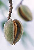 PRUNUS DULCIS, ALMOND