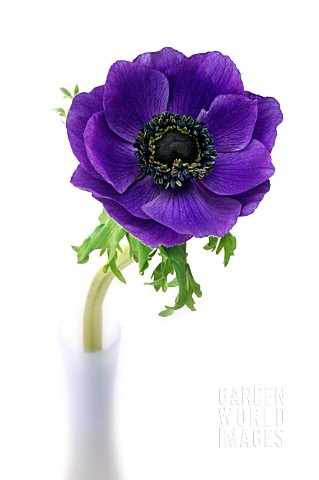 ANEMONE_ANEMONE