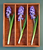 HYACINTHUS, HYACINTH