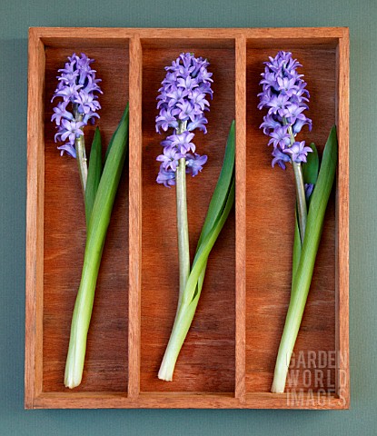 HYACINTHUS_HYACINTH