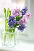 HYACINTHUS