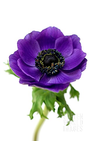 ANEMONE_ANEMONE