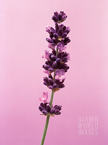 LAVANDULA_AUGUSTIFOLIA_LAVENDER