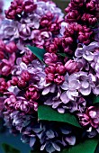 SYRINGA, LILAC