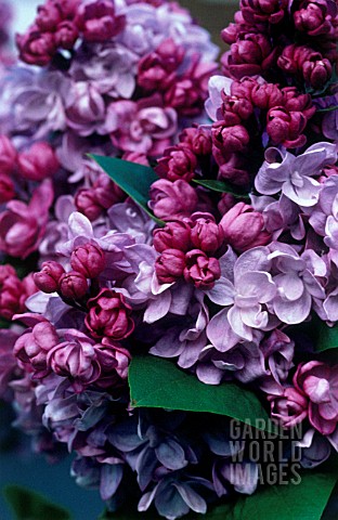 SYRINGA_LILAC