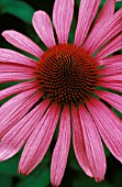 ECHINACEA, ECHINACEA, PURPLE CONEFLOWER