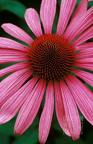 ECHINACEA_ECHINACEA_PURPLE_CONEFLOWER