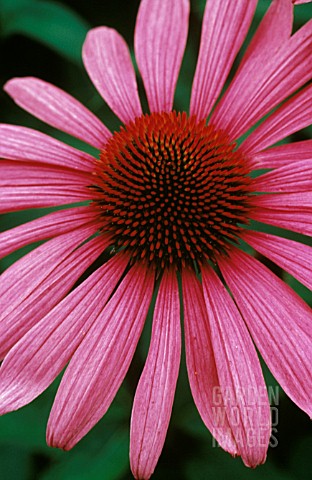 ECHINACEA_ECHINACEA_PURPLE_CONEFLOWER