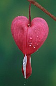 DICENTRA SPECTABILIS, BLEEDING HEART