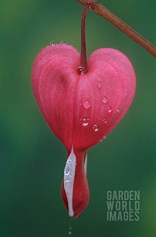 DICENTRA_SPECTABILIS_BLEEDING_HEART