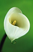 ZANTEDESCHIA, LILY - ARUM LILY, CALLA LILY