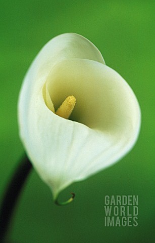 ZANTEDESCHIA_LILY__ARUM_LILY_CALLA_LILY