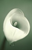 ZANTEDESCHIA, LILY - ARUM LILY, CALLA LILY