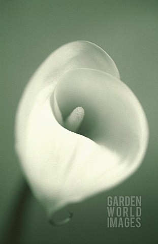 ZANTEDESCHIA_LILY__ARUM_LILY_CALLA_LILY