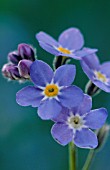 MYOSOTIS, FORGET-ME-NOT