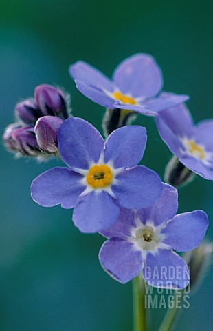 MYOSOTIS_FORGETMENOT