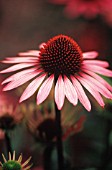 ECHINACEA PURPUREA RUBINSTERN, ECHINACEA, PURPLE CONEFLOWER