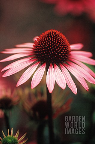 ECHINACEA_PURPUREA_RUBINSTERN_ECHINACEA_PURPLE_CONEFLOWER