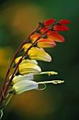 MINA LOBATA EXOTIC LOVE, SPANISH FLAG