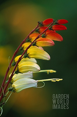 MINA_LOBATA_EXOTIC_LOVE_SPANISH_FLAG