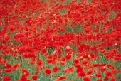 PAPAVER RHOEAS, POPPY FIELD