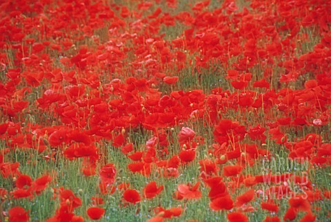 PAPAVER_RHOEAS_POPPY_FIELD