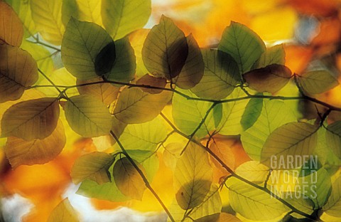 FAGUS_SYLVATICA_BEECH