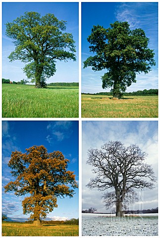 QUERCUS_ROBUR_OAK