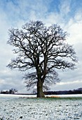 QUERCUS ROBUR, OAK