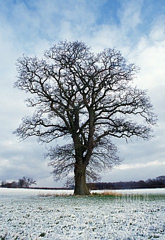 QUERCUS_ROBUR_OAK